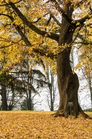 Parco storico di Villa Guiccioli